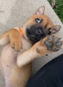 Shar Pei and Cattle Dog Dogs Available for Adoption in New London, Wisconsin - Velveeta | PetCurious