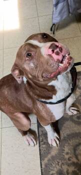 Ferny -  Pit Bull Terrier Dog for Adoption in Peru, Illinois - Ferny | PetCurious