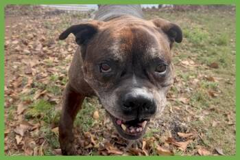 Zep -  Boxer and Bulldog Dog for Adoption in Amherst, Massachusetts - Zep | PetCurious