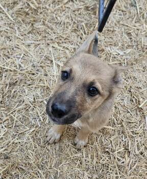 Cini -  Cattle Dog Dog for Adoption in Salt Lake City, Utah - Cini | PetCurious