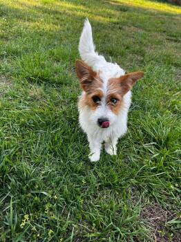 Parson Russell Terrier Dogs Available for Adoption in Kings Mountain, North Carolina - Buttercup | PetCurious