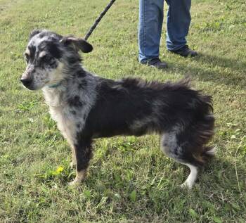 Jewels -  Australian Shepherd Dog for Adoption in Larned, Kansas - Jewels | PetCurious