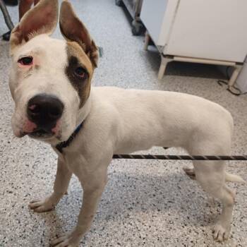 Coffee with Hazelnut Creamer -  Pointer and Terrier Dog for Adoption in Hattiesburg, Mississippi - Coffee With Hazelnut Creamer | PetCurious
