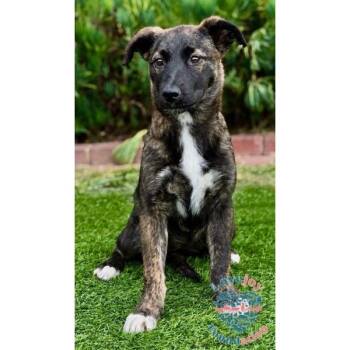 Maddison COH -  Shepherd Dog for Adoption in Inglewood, California - Maddison COH | PetCurious