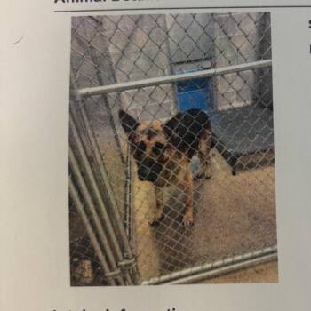 Cola -  German Shepherd Dog Dog for Adoption in Lake Jackson, Texas - Cola | PetCurious