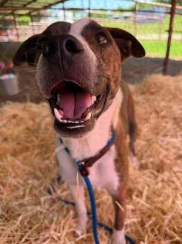 Brock -  Pit Bull Terrier and Mixed Breed Dog for Adoption in Fort Worth, Texas - Brock | PetCurious