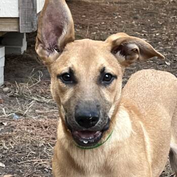 Raider -  Mixed Breed Dog for Adoption in Magnolia, Texas - Raider | PetCurious