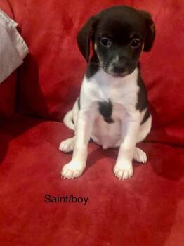 Mixed Breed Dogs Available for Adoption in Taycheedah, Wisconsin - Saint | PetCurious