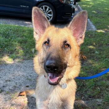 Sparrow -  German Shepherd Dog Dog for Adoption in Hampton Bays, New York - Sparrow | PetCurious