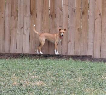 Olivia -  Terrier Dog for Adoption in San Antonio, Texas - Olivia | PetCurious