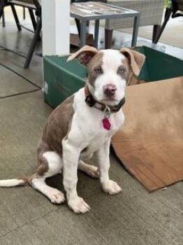 Great Dane and Pit Bull Terrier Dogs Available for Adoption in Lafayette, California - Harley | PetCurious