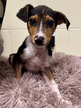 Pop -  Australian Cattle Dog Blue Heeler Dog for Adoption in St. Joseph, Michigan - Pop | PetCurious