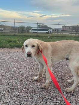 Kovu -  Mixed Breed Dog for Adoption in Rapid City, South Dakota - Kovu | PetCurious