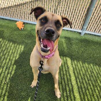 Nori -  German Shepherd Dog and Boxer Dog for Adoption in Liberty, Missouri - Nori | PetCurious