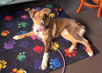 Border Collie and Australian Shepherd Dogs Available for Adoption in Port Jervis, New York - Snickers | PetCurious