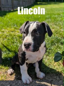 lincoln -  Pit Bull Terrier and Labrador Retriever Dog for Adoption in Harrison City, Pennsylvania - Lincoln | PetCurious