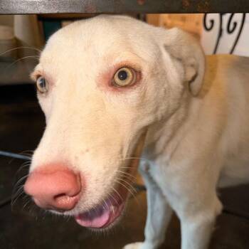 Frost -  Labrador Retriever and Mixed Breed Dog for Adoption in Ennis, Texas - Frost | PetCurious