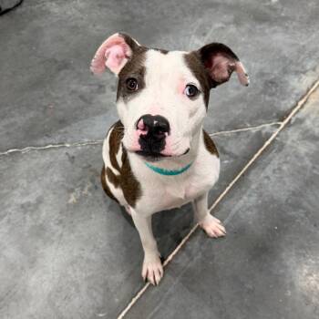 Pansy -  Pit Bull Terrier and Mixed Breed Dog for Adoption in Fairmont, West Virginia - Pansy | PetCurious