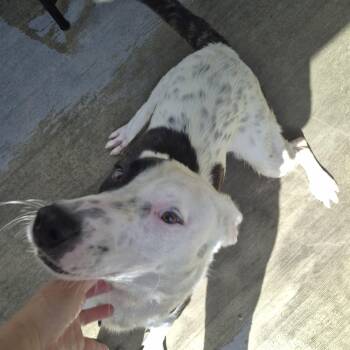 Rescue Bull Terrier and Labrador Retriever Dogs for Adoption in Manhattan Beach, California - Dottie Dot Connect The Dots | PetCurious