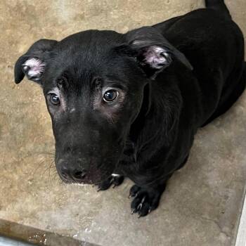 Rescue Labrador Retriever Dogs for Adoption in Tom Bean, Texas - Sarge | PetCurious
