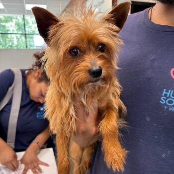 Nemo -  Yorkshire Terrier Dog for Adoption in Allentown, Pennsylvania - Nemo | PetCurious