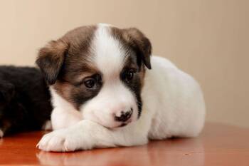 Shepherd and Labrador Retriever Dogs Available for Adoption - Russet | PetCurious