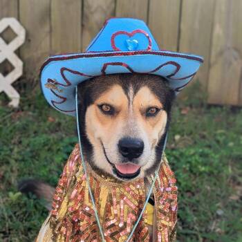 Rocky -  German Shepherd Dog and Mixed Breed Dog for Adoption in New Orleans, Louisiana - Rocky | PetCurious