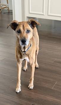April -  Shepherd Dog for Adoption in Bradenton, Florida - April | PetCurious