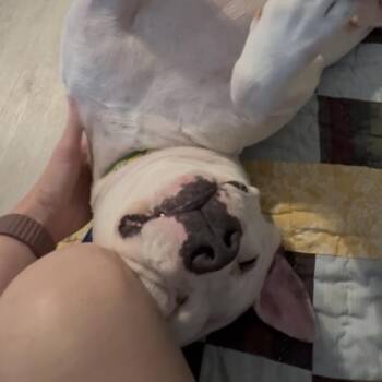 Mixed Breed Dogs Available for Adoption in Alabaster, Alabama - Willa | PetCurious