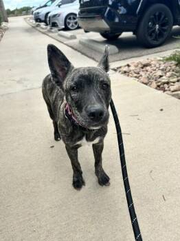 Brandade -  Mixed Breed Dog for Adoption in Fort Collins, Colorado - Brandade | PetCurious