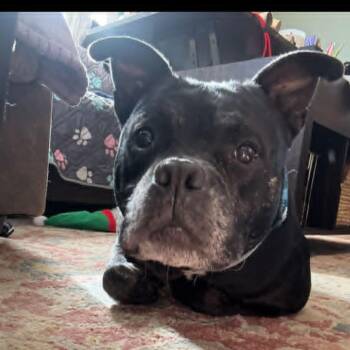 Pit Bull Terrier and French Bulldog Dogs Available for Adoption in Clarksville, Tennessee - Birdie | PetCurious