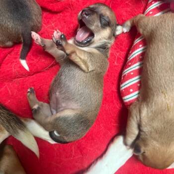 Ladybug -  Chihuahua and Beagle Dog for Adoption in Normal, Illinois - Ladybug | PetCurious