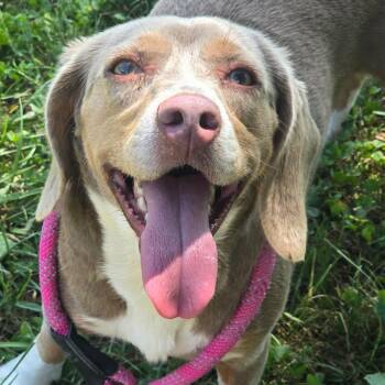 Jolly -  Mixed Breed Dog for Adoption in Columbia, Missouri - Jolly | PetCurious