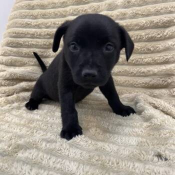 Horseshoe -  Terrier and Chihuahua Dog for Adoption in Kanab, Utah - Horseshoe | PetCurious