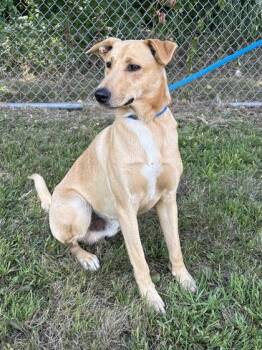 James -  Shepherd and Mixed Breed Dog for Adoption in Fergus Falls, Minnesota - James | PetCurious