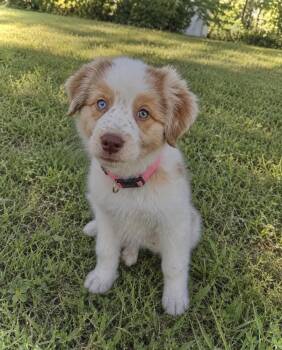 Sonny (Sunny) -  Australian Shepherd Dog for Adoption - Sonny (Sunny) | PetCurious