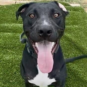 Ransom -  Labrador Retriever Dog for Adoption in Krum, Texas - Ransom | PetCurious