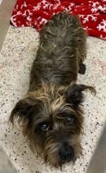Miniature Schnauzer Dogs Available for Adoption in Tifton, Georgia - Krissy | PetCurious