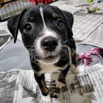 Maracana SH -  Terrier and Mixed Breed Dog for Adoption in Austin, Texas - Maracana SH | PetCurious