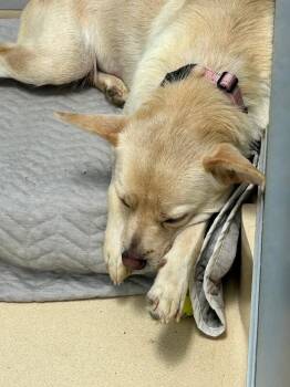 Sandie Dee -  Pug and Mixed Breed Dog for Adoption in Fort Collins, Colorado - Sandie Dee | PetCurious
