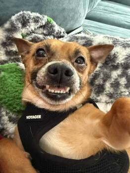 Chihuahua Dogs Available for Adoption in Groveland, Massachusetts - Earl Grey | PetCurious