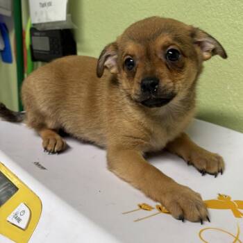 Pomeranian and Chihuahua Dogs Available for Adoption in Floresville, Texas - Brownie | PetCurious