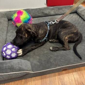Mulder -  Terrier Dog for Adoption in Grass Valley, California - Mulder | PetCurious