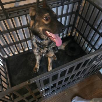 Atlas -  German Shepherd Dog Dog for Adoption in Bristol, Indiana - Atlas | PetCurious
