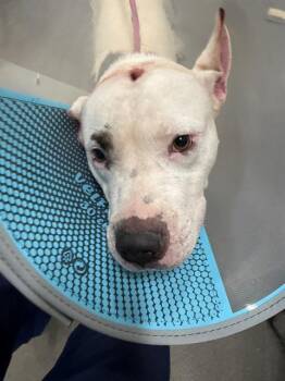 NIPSEY -  Terrier and Pit Bull Terrier Dog for Adoption - NIPSEY | PetCurious