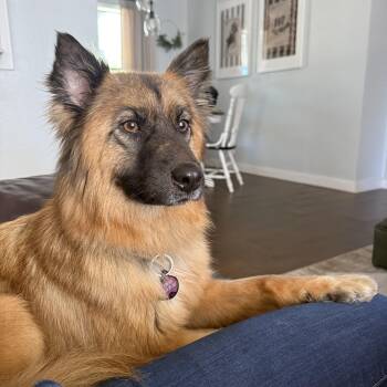 Chicago -  German Shepherd Dog Dog for Adoption in Harlingen, Texas - Chicago | PetCurious