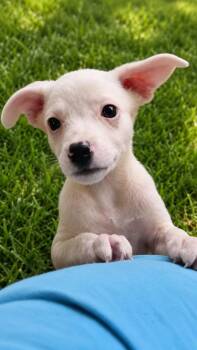 Lyra - special girl -  Labrador Retriever Dog for Adoption in Ocean Township, New Jersey - Lyra - Special Girl | PetCurious