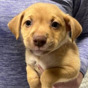 Mixed Breed Dogs Available for Adoption in Fredericksburg, Virginia - Bennis | PetCurious