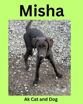 Misha -  German Shorthaired Pointer Dog for Adoption in Wasilla, Alaska - Misha | PetCurious