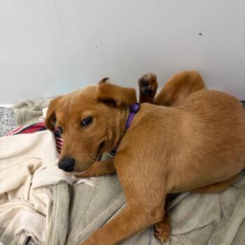 Dolly -  Golden Retriever and Mixed Breed Dog for Adoption in Clavet, Saskatchewan - Dolly | PetCurious